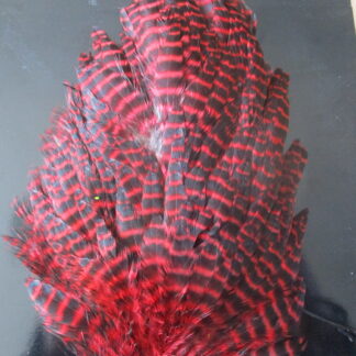 genetic hen saddle grizzle red